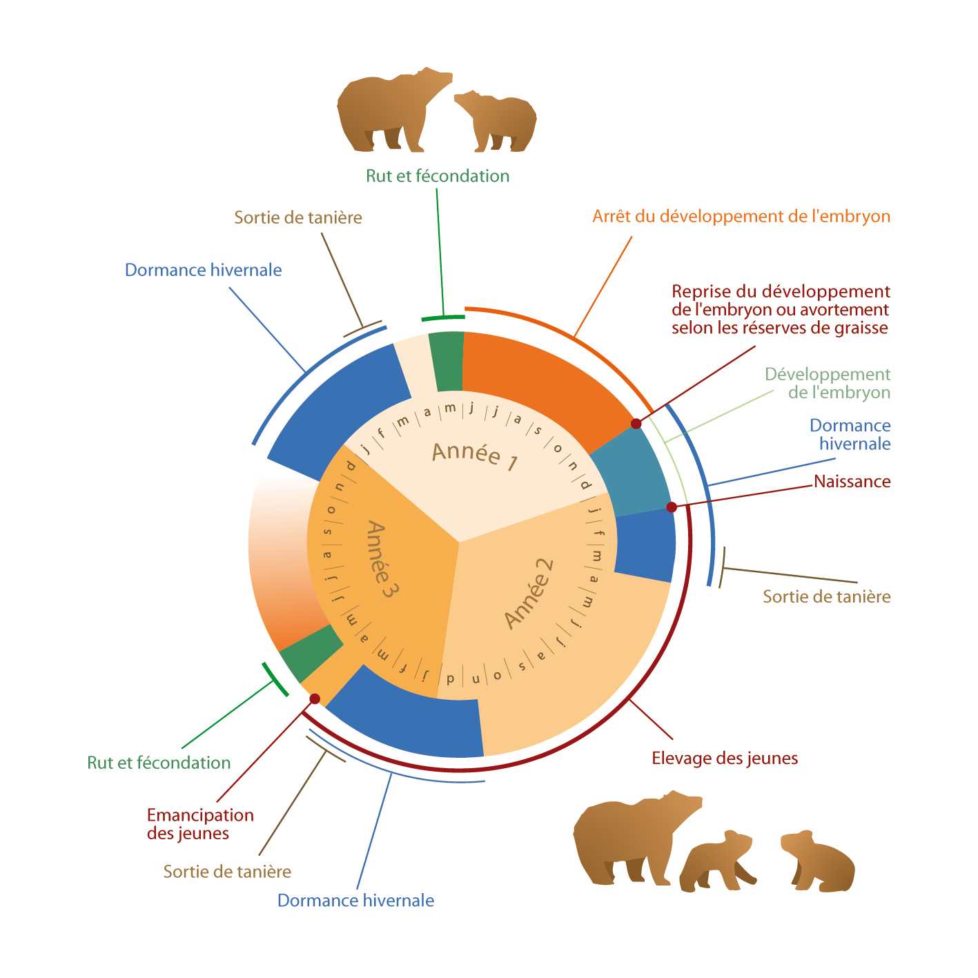Cycle de reproduction de l'ours Brun