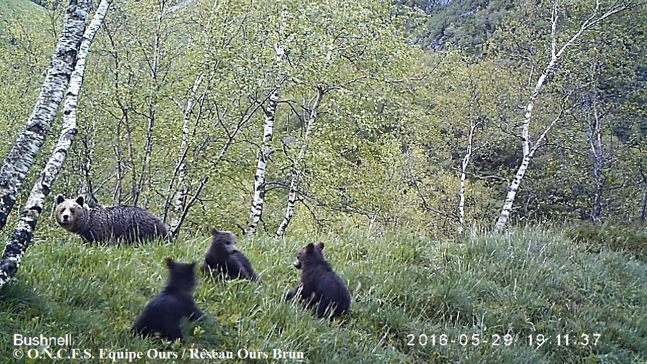 L'ourse Nheu et ses 3 oursons nés en 2016