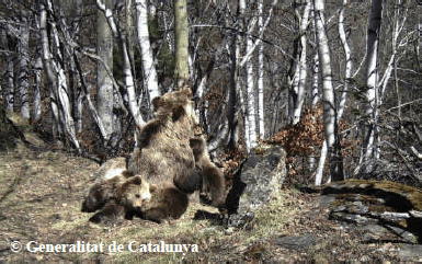 Photo de l'ourse Boavi et ses oursons nés en 2016 : Sardo et une oursonne pas encore nommée