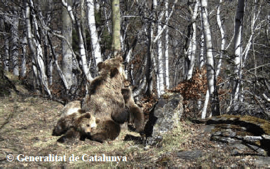 Boavi et ses oursons nés en 2016 Photo de l'ourse Boavi et ses oursons nés en 2016 : Sardo et une oursonne pas encore nommée