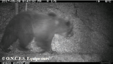 Ours Boet L'ours Boet