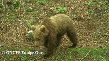 L'ours Cachou