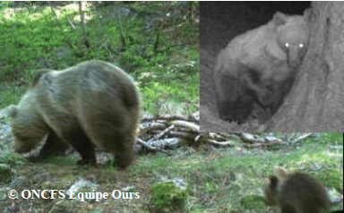 L'ourse Chataîgne accompagnée de son petit