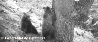 L'ours Esmolet et son frère Boet