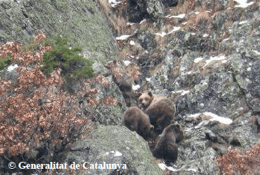 L'ourse Caramellita avec ses 3 oursons : Bulle, Fifonet et Fosca nés en 2015
