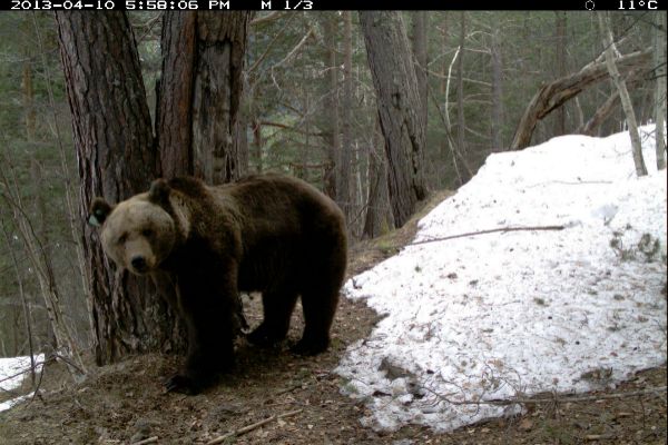 L'ours Goiat