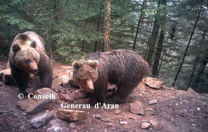 L'ourse hvala et l'ours pyros en 2010