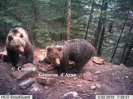 L'ourse hvala et l'ours pyros en 2010