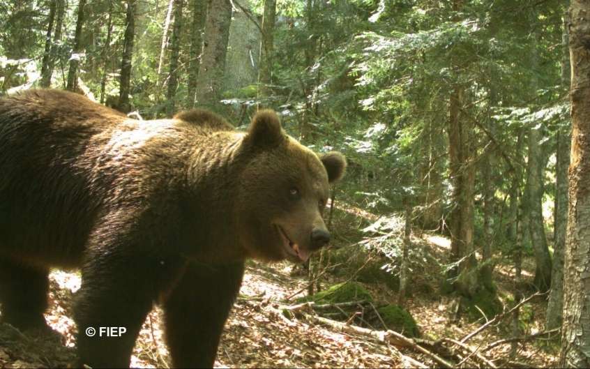 L’ours Canellito L'ours Canellito