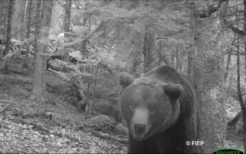 L’ours Néré L'ours Néré