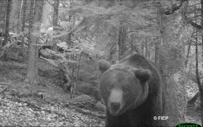 L'ours Néré