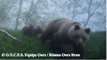 L'ourse Nheu et ses 3 oursons nés 2017