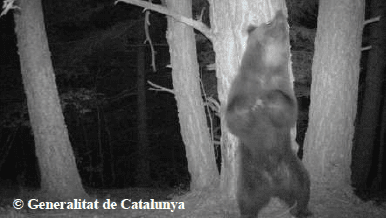 L’ours Pelut L'ours Pelut