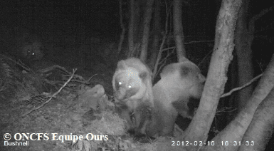L’ourse Plume et ses oursons nés en 2017 L'ourse Plume et ses oursons nés en 2017