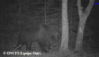 L’ours Rodri L'ours Rodri
