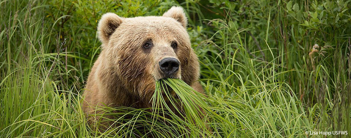 Lisa-HuppUSFWS-alaska-kodiak-(12)