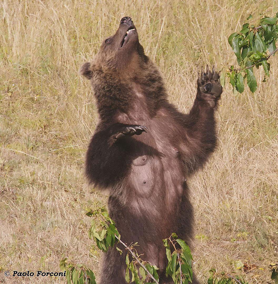 amerena-femelle-allaitante-ours-brun-marsicain-abruzzes-paolo-forconi