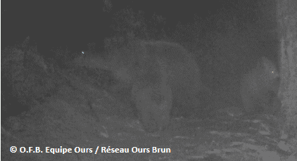 gaia-oursons-2021