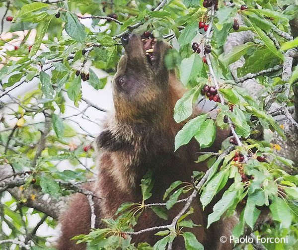 ours-brun-marsicain-abruzzes-paolo-forconi