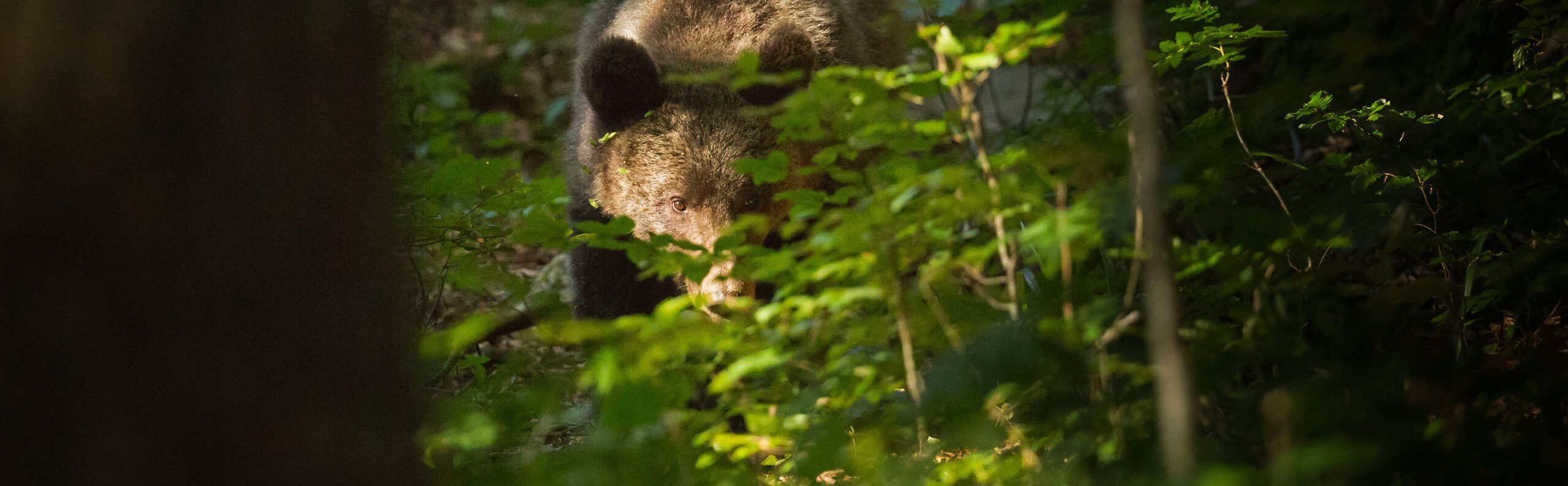 ours-slovenie-regard-feuille-pascal-paris-pano