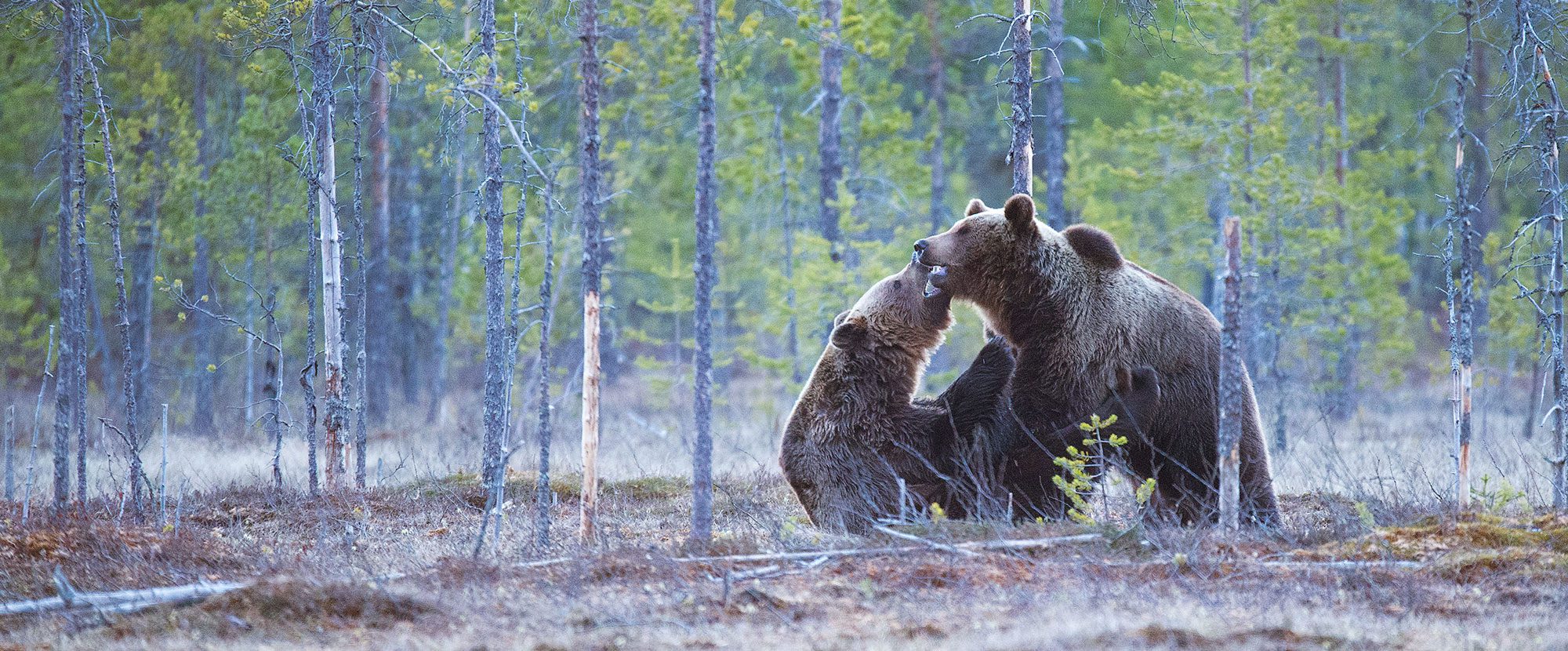 rencontre-ours
