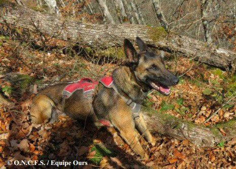 Iris-chien-recherche-crottes-ours-oncfs-equipe-ours