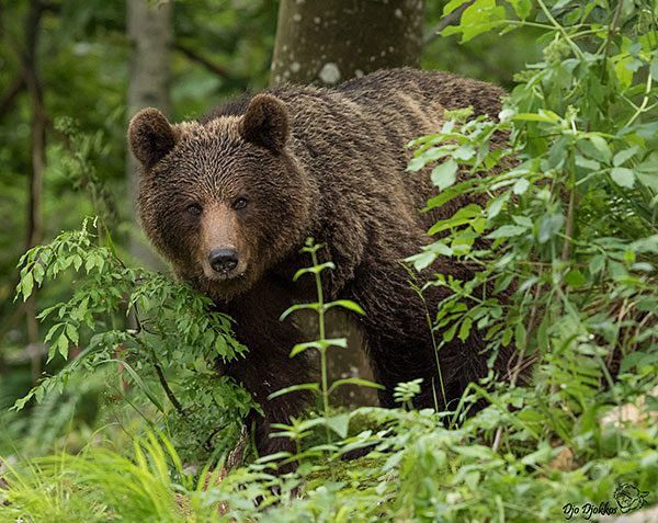 Protéger l'ours brun d'Europe