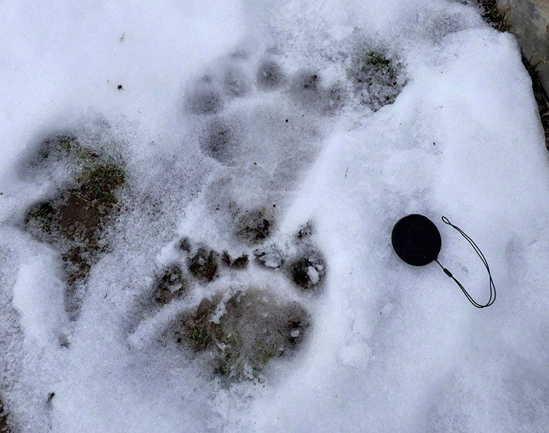 Traces-pattes-avant-arriere-neige-DR