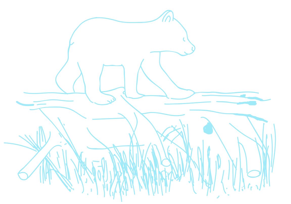 illus-conference-ours-biologie