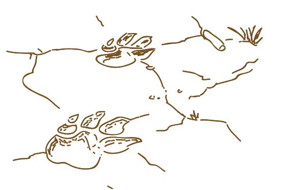 illus-pisteur-en-herbe-traces-animaux