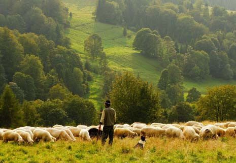 image-conference-ours-pastoralisme