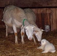 patou-troupeau-chiot