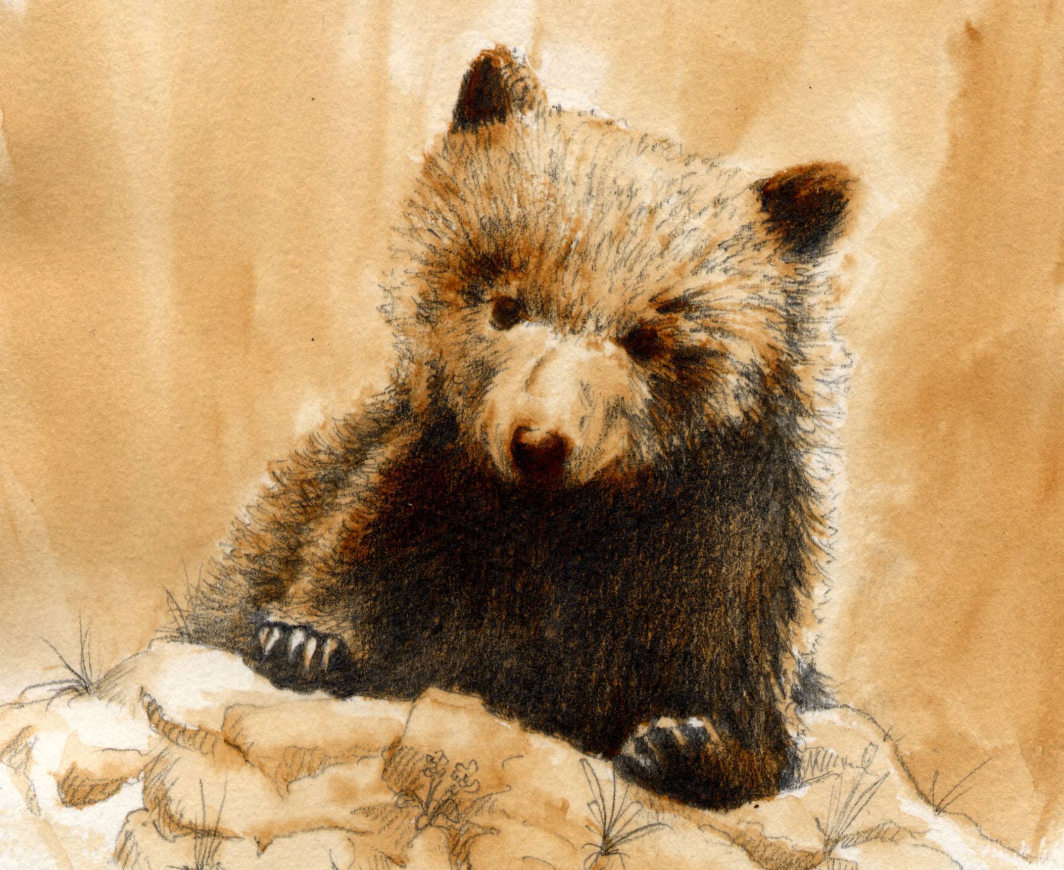 ourson – Julien Vergne