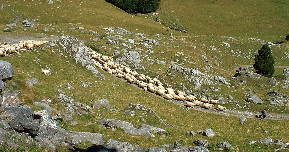 thumb-degat-ours-mouton-troupeau