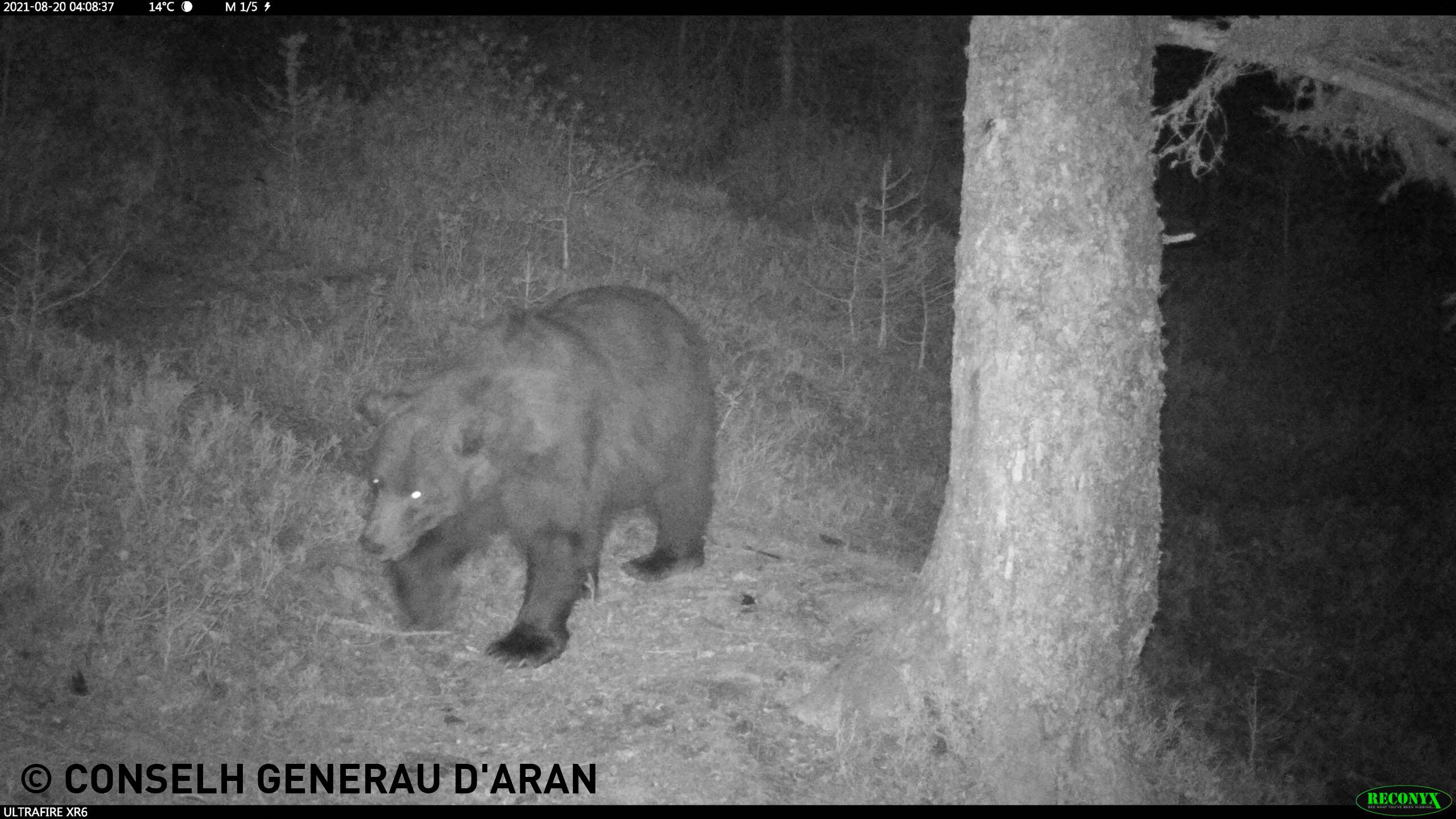nere-ours-boite