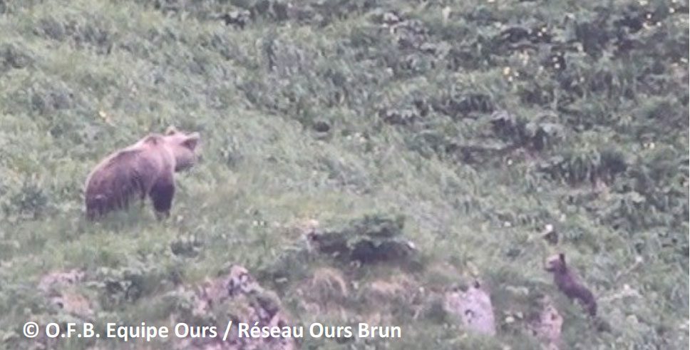 reglisse-ourson-2021