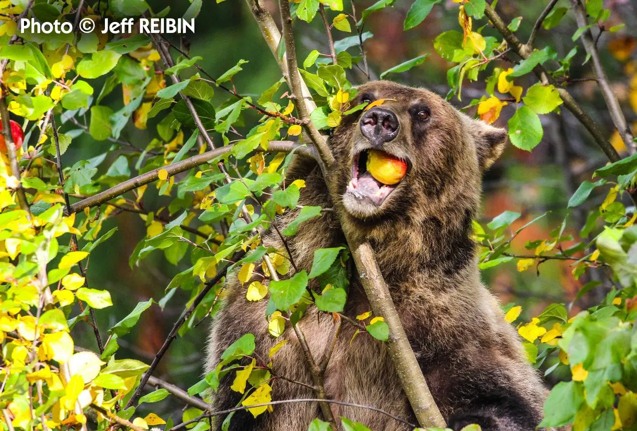 ours-pomme-jeff-reibin