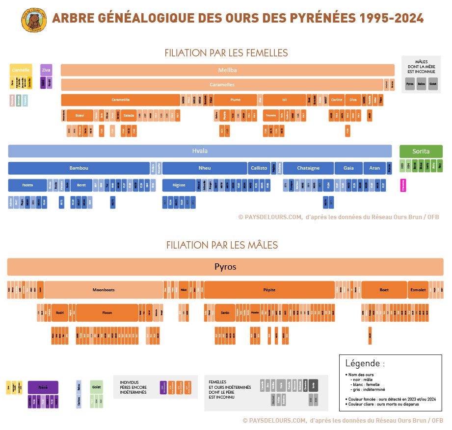 2025-04-01_arbre-genealogique-filiation-lignees-femelles-males_1